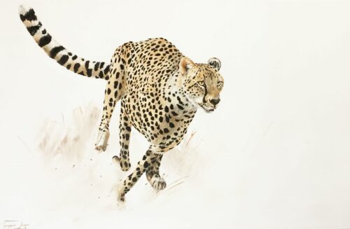 Vanessa Lomas schilderij 'Focused Cheeta' is een olieverf schilderij van een rennende Cheeta.