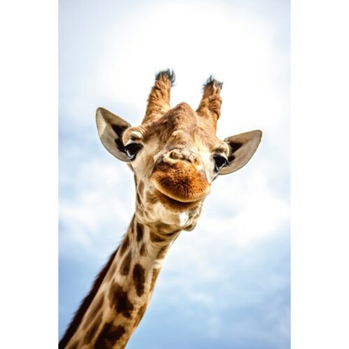 Foto op plexiglas 'Lonesome Giraffe'