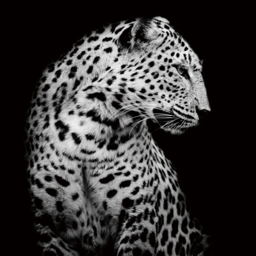 Foto op glas 'Leopard in the dark'