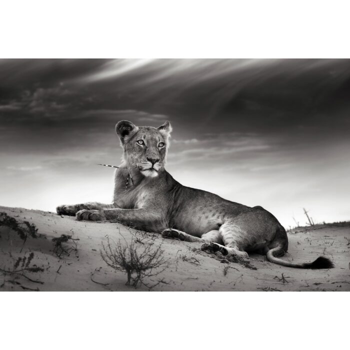 Foto op plexiglas 'Lioness'