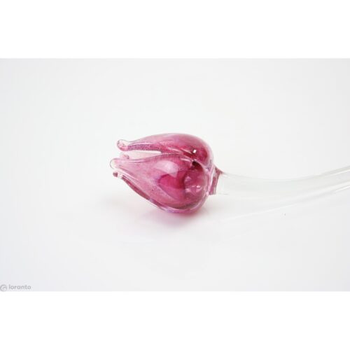 Loranto 'Glazen tulp rose'