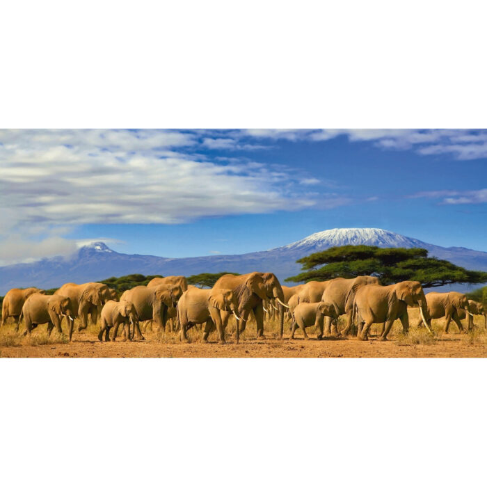 Foto op plexiglas 'Elephant family in savanna'