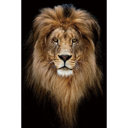 Foto op glas 'Lion King portrait'