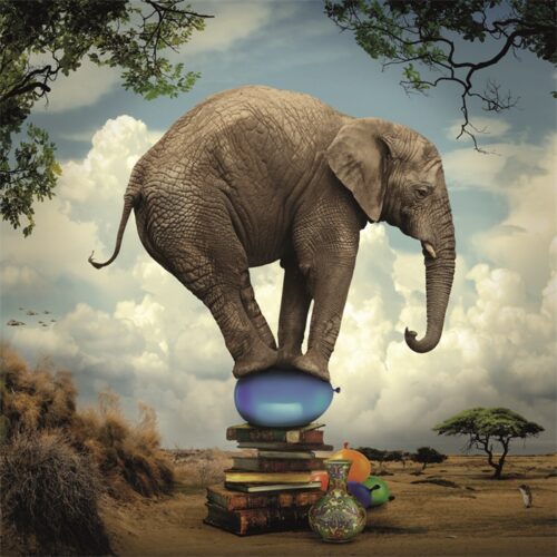 Foto op aluminium 'Balancing Elephant'