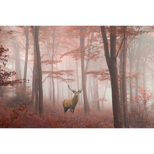 Foto op plexiglas 'Hert in herfstbos'
