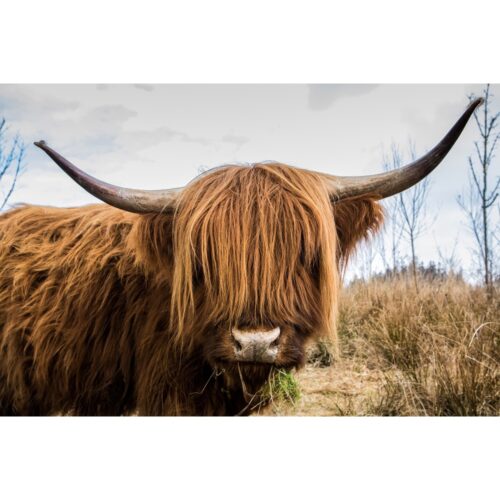 Foto op plexiglas 'Scottish highland cattle'