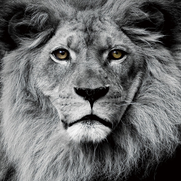 Foto op glas 'Lion Face'