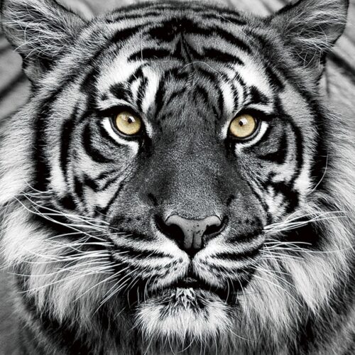 Foto op glas 'Tiger Face'