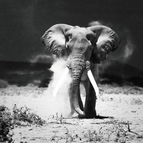 Foto op glas 'Desert Elephant'