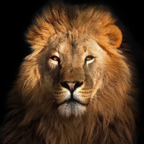 Foto op plexiglas 'Lion King'