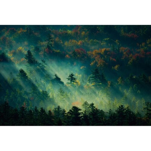 Foto op glas 'Mystic forest'