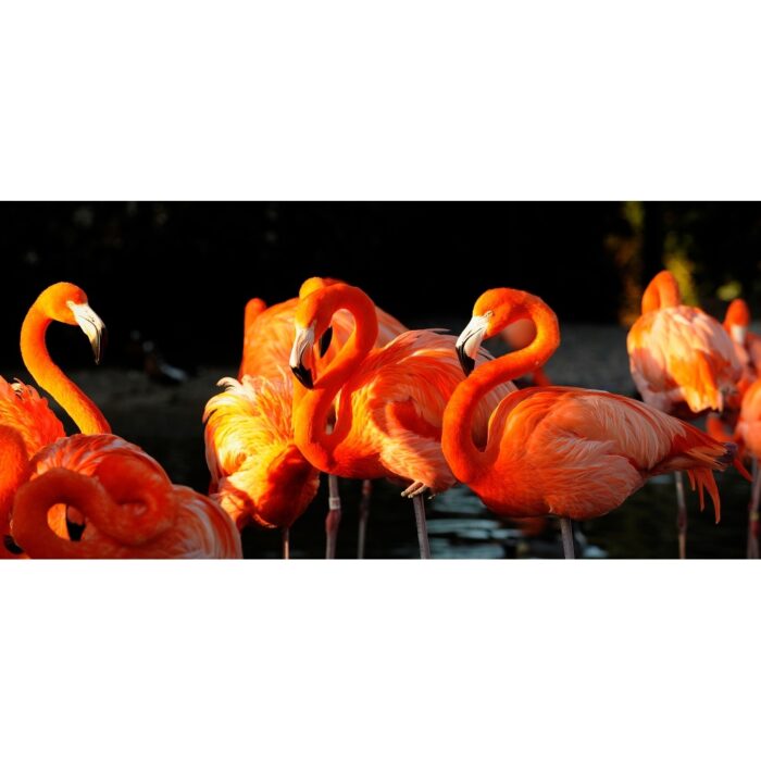 Foto op plexiglas 'Flamingo'