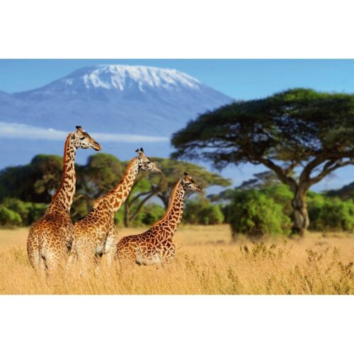 Foto op plexiglas 'Giraffes in the savannah'