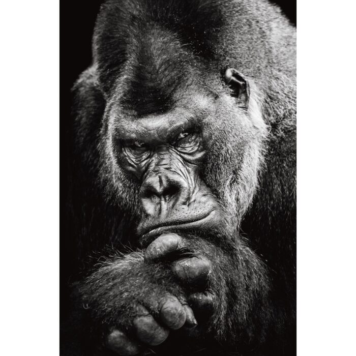 Foto op plexiglas 'Gorilla'
