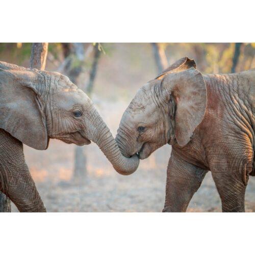 Foto op plexiglas 'Spelende olifanten'