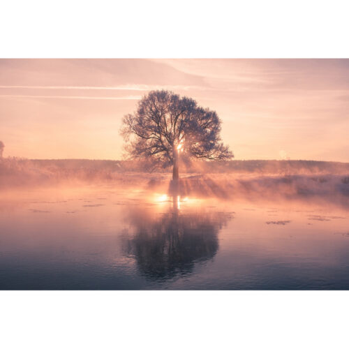 Foto op plexiglas 'Tree with reflection'