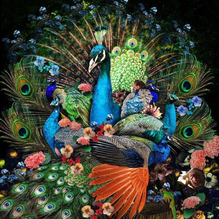Foto op glas 'Peacock Family'