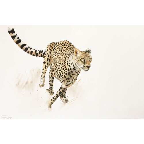 Vanessa Lomas schilderij 'Focused Cheeta'